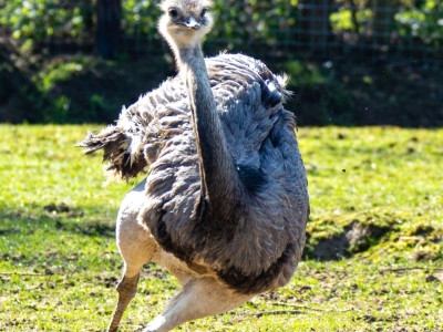 Nandoe - De Zonnegloed - Dierenpark - Dieren opvangcentrum - Sanctuary
